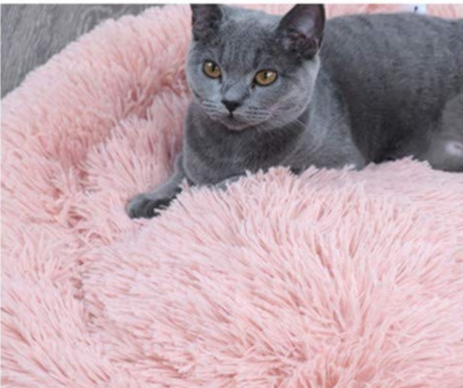 Comment choisir votre Coussin pour chat ?